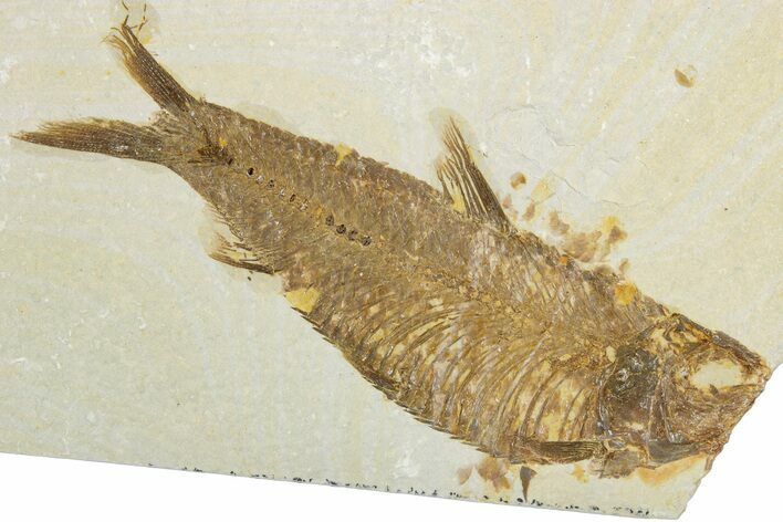 Bargain, Fossil Fish (Knightia) - Wyoming #345470